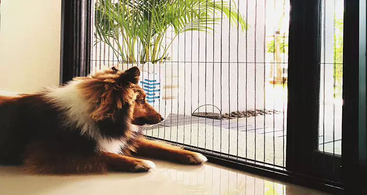 Sliding Screen Pet Door Repair in Palm City, FL