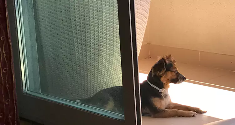 French Door Pet Screen Repair in Palm City, FL